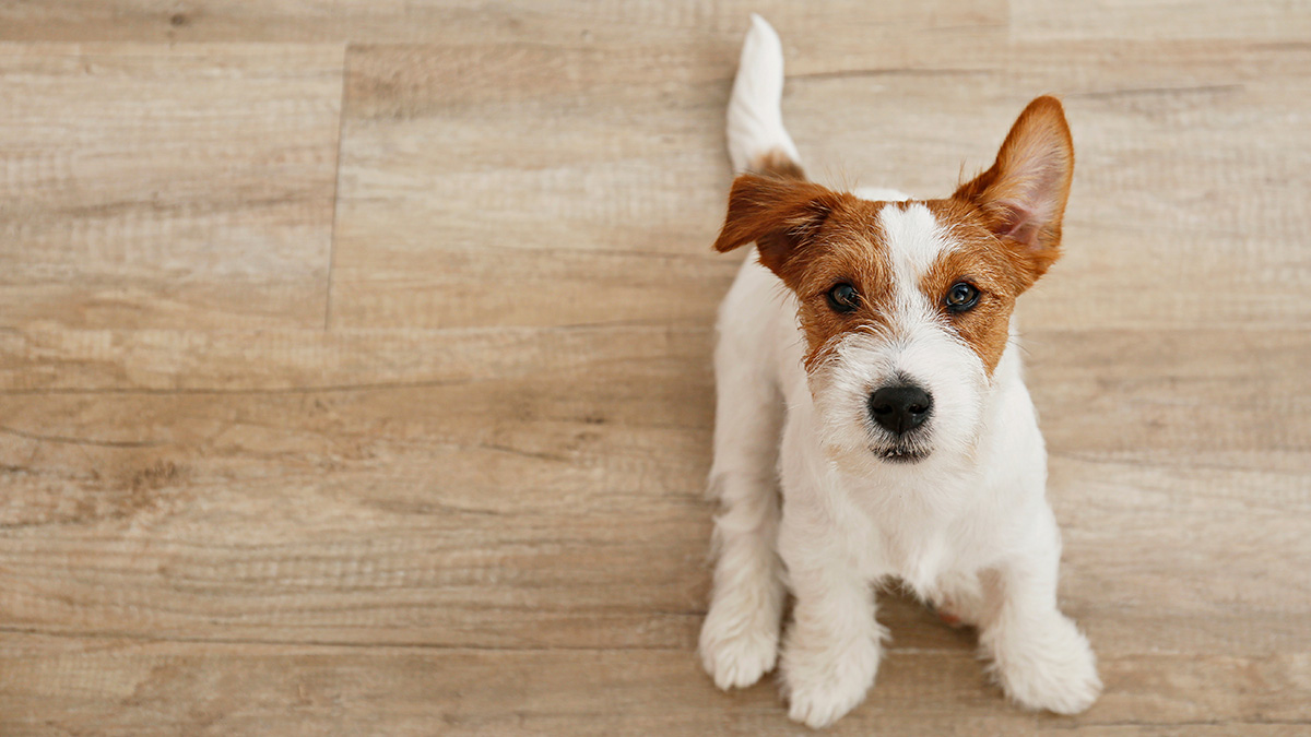 DogFriendly Hardwood Flooring Options Pet Owners Need to Consider